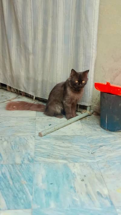 Adult Male Cat