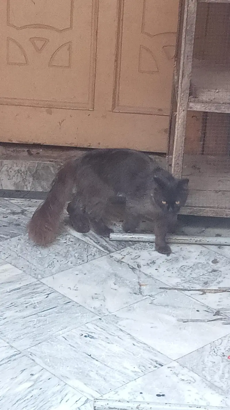 Adult Male Cat — photo 2