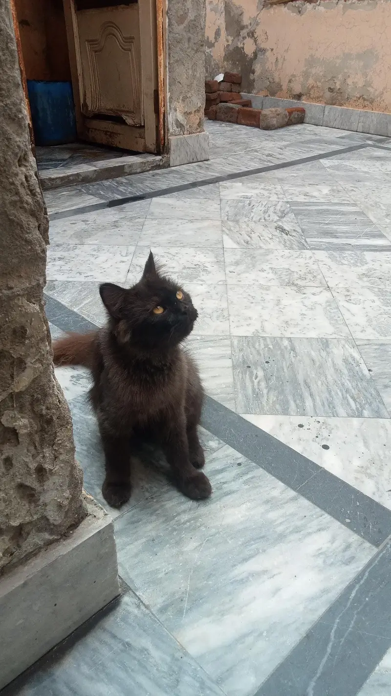Adult Male Cat — photo 3
