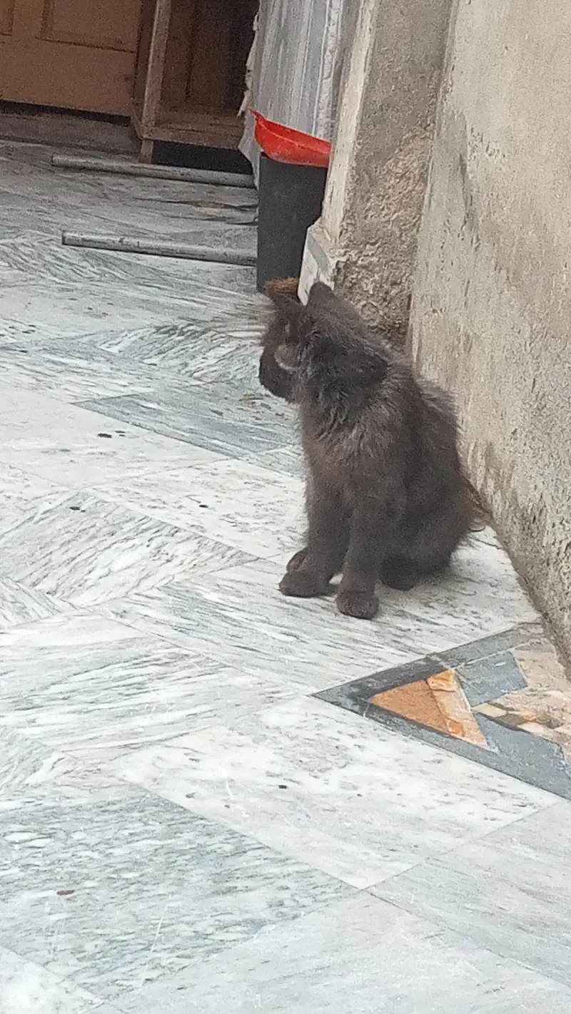 Adult Male Cat — photo 4