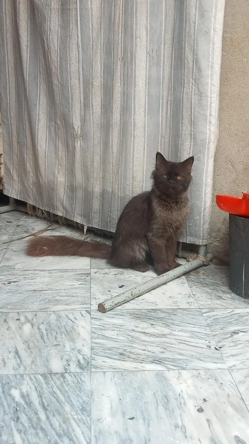 Adult Male Cat — photo 5