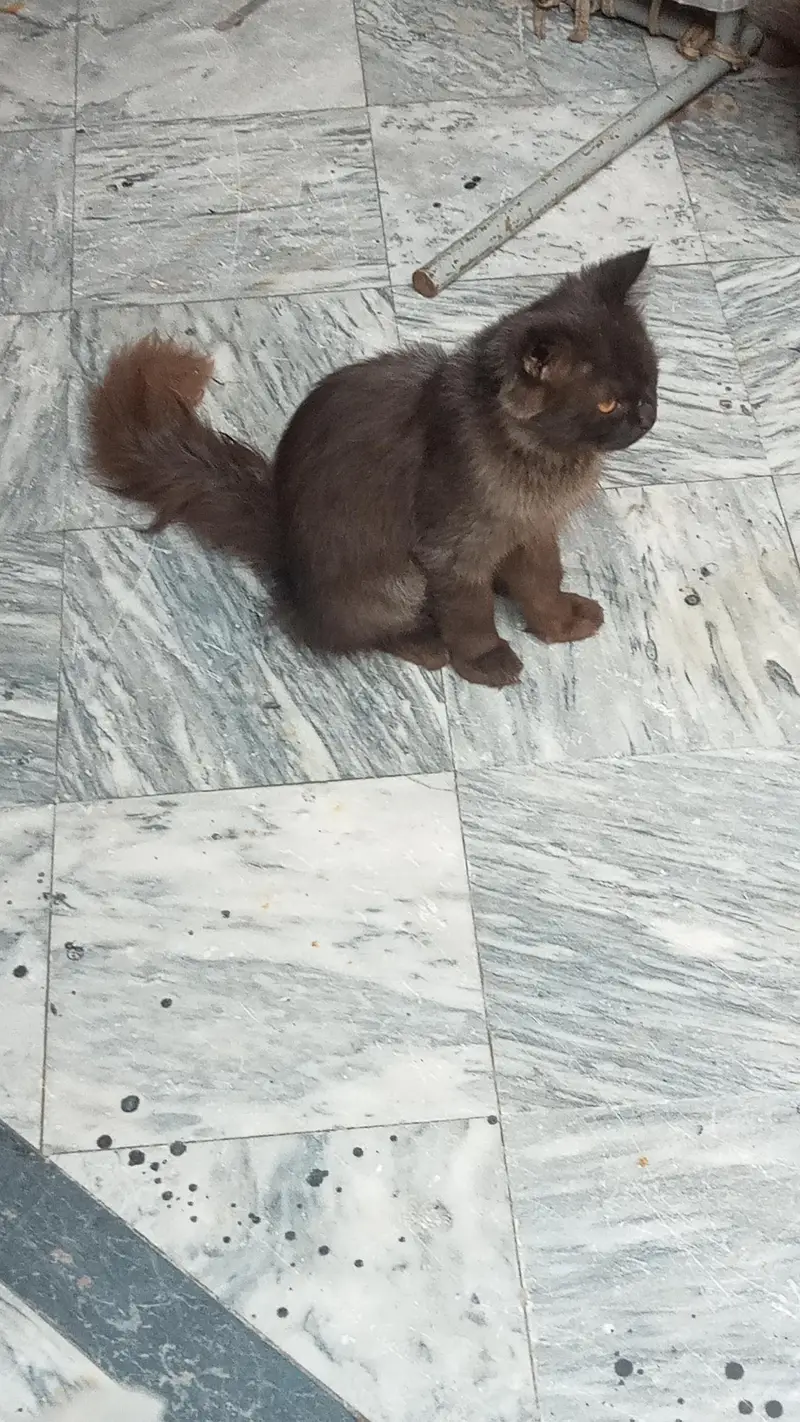 Adult Male Cat — photo 6