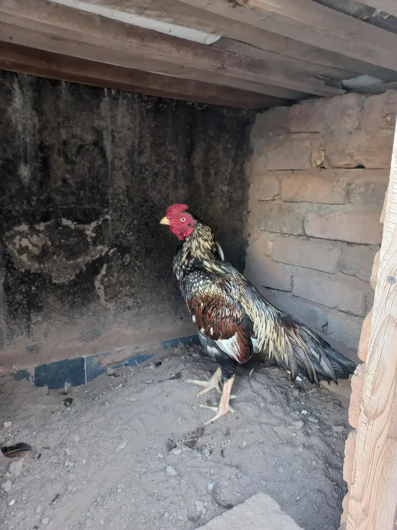 Aseel murgha for sale — photo 4