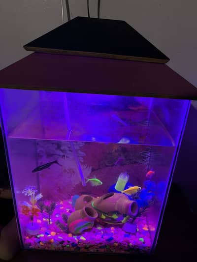 Fish with aquarium