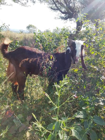 sell Bakra