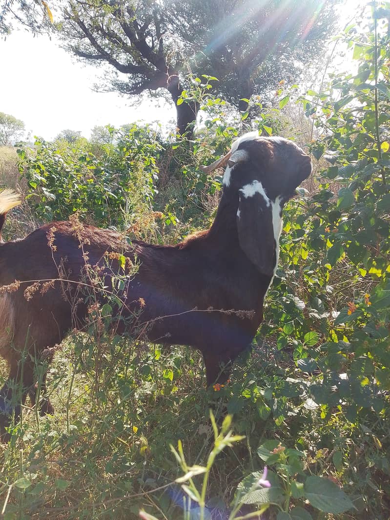 sell Bakra 1
