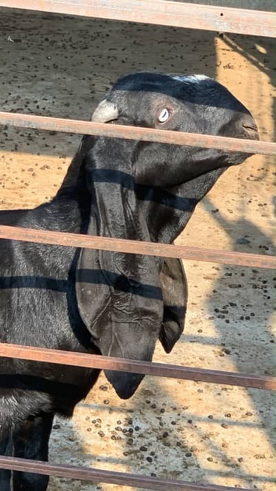 Pure amritsari beetal male goats available