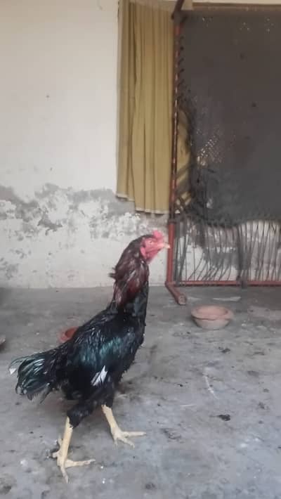 Pair sell in Lahore