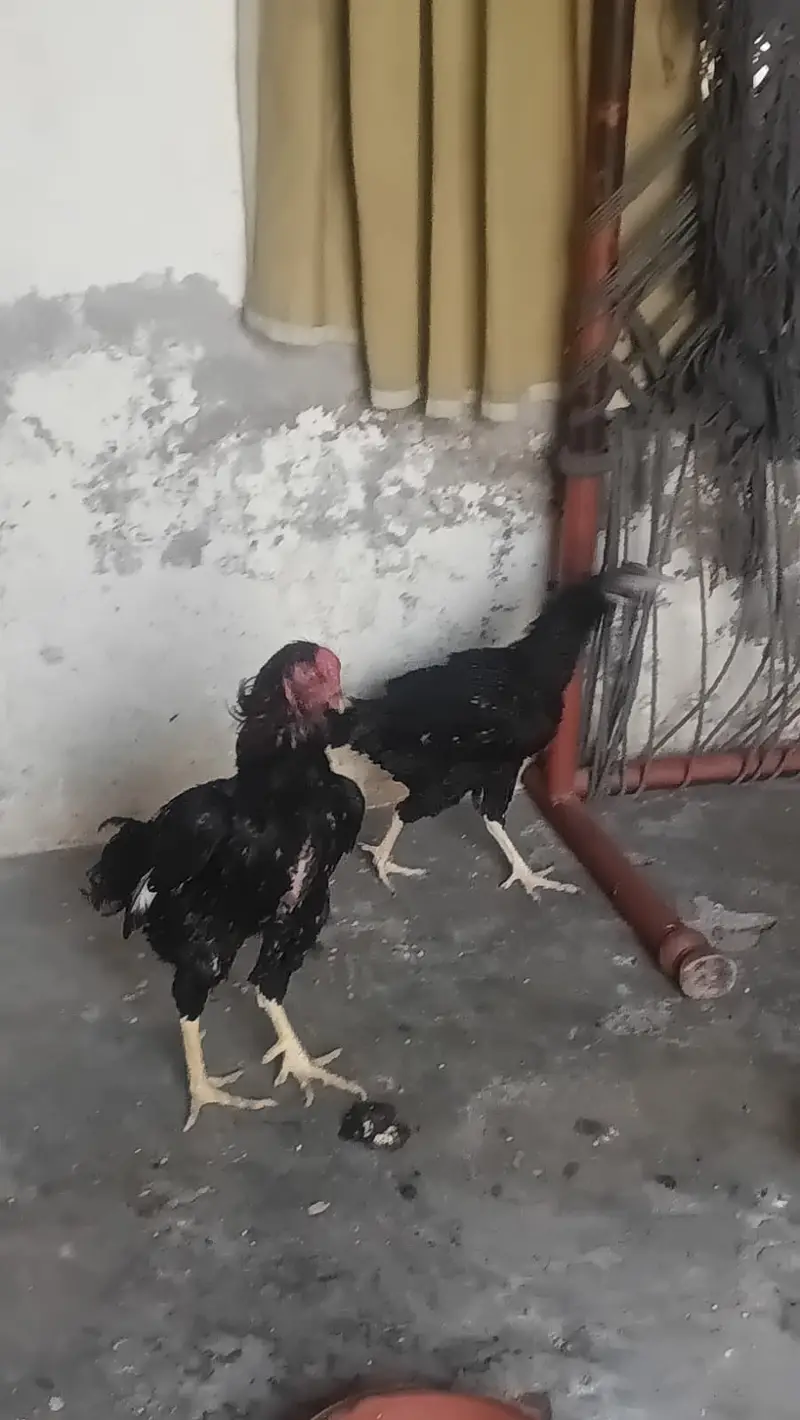 Pair sell in Lahore — photo 3