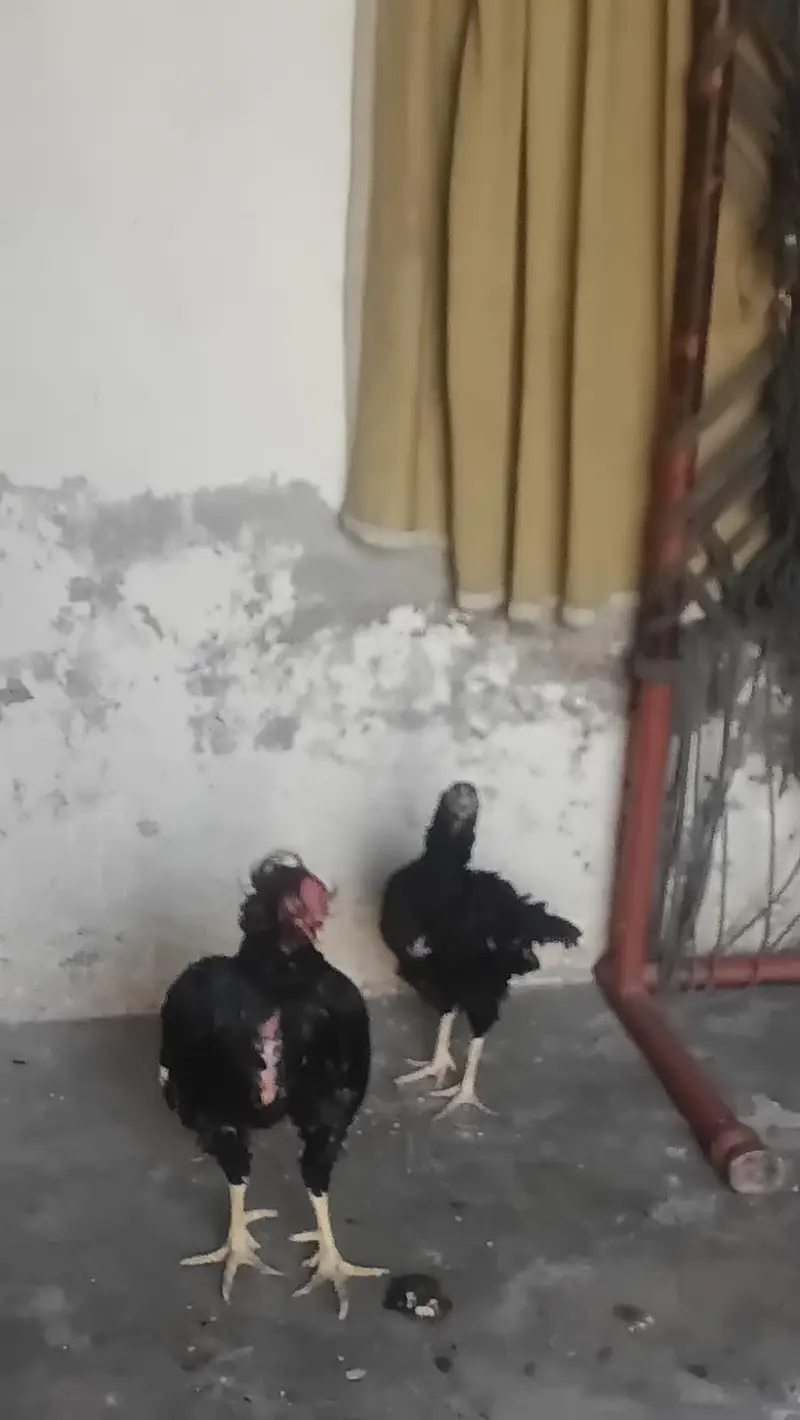 Pair sell in Lahore — photo 5