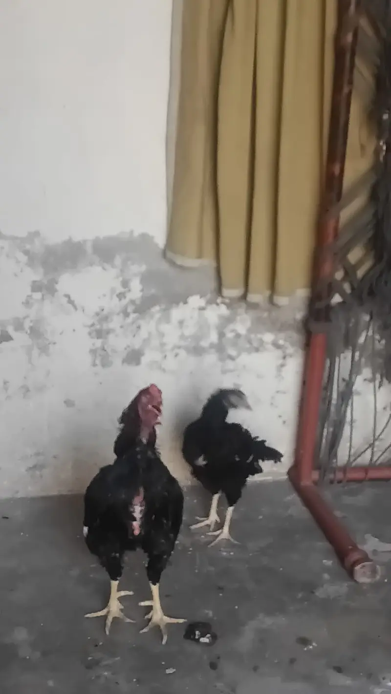 Pair sell in Lahore — photo 8
