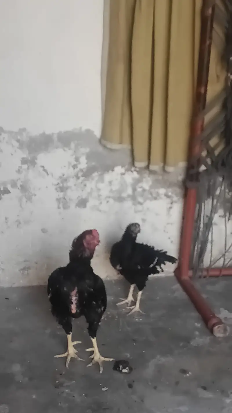 Pair sell in Lahore — photo 9
