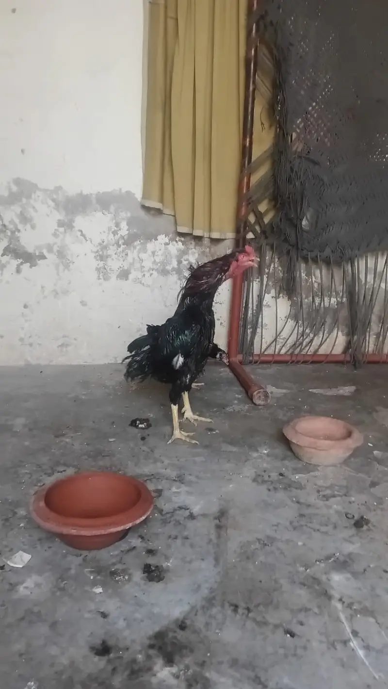 Pair sell in Lahore — photo 10