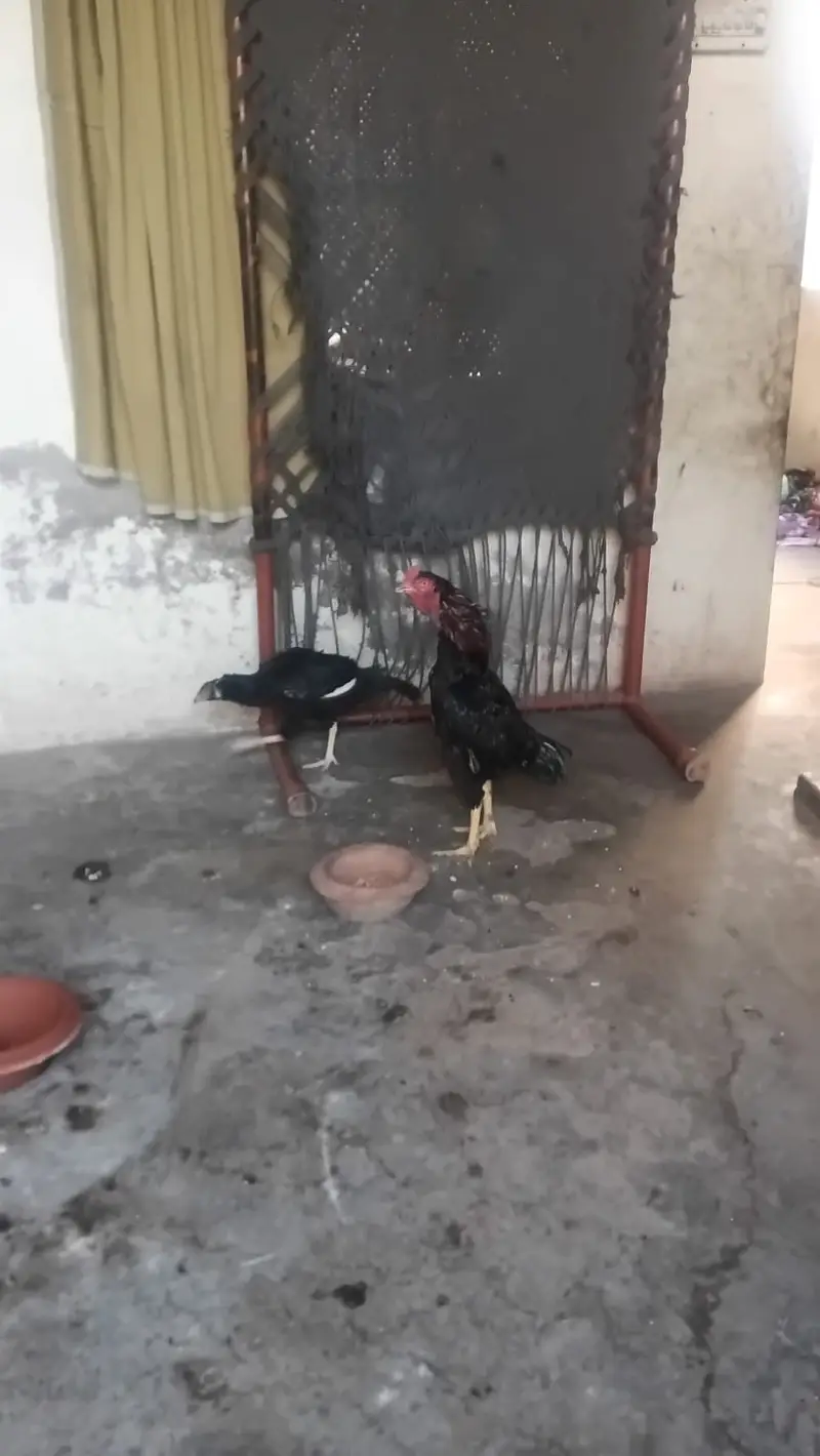 Pair sell in Lahore — photo 11