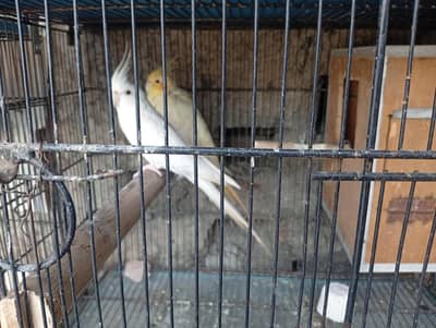 All Parrots for Sale
