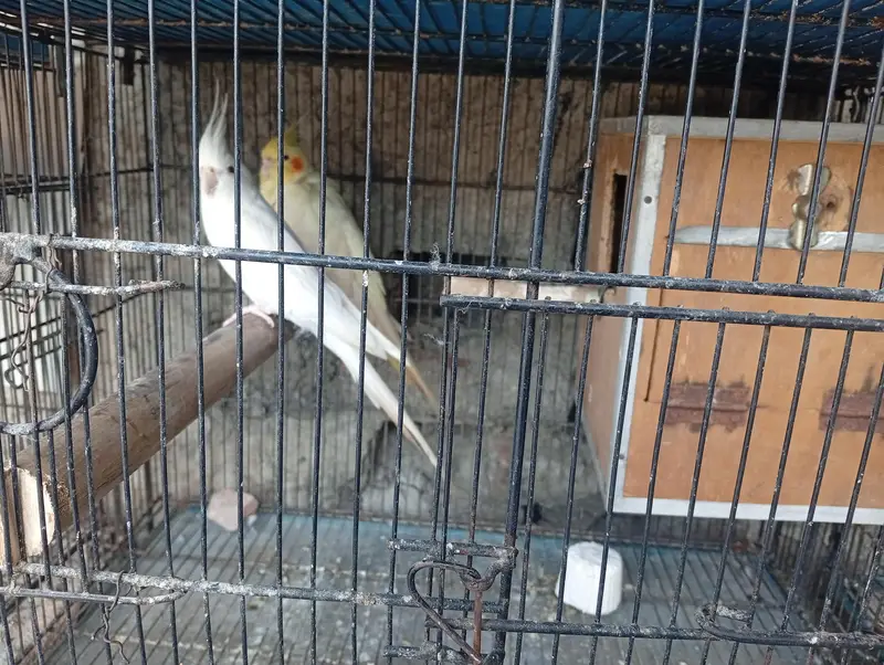 All Parrots for Sale — photo 2