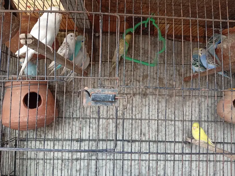 All Parrots for Sale — photo 3