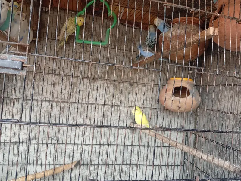 All Parrots for Sale — photo 4