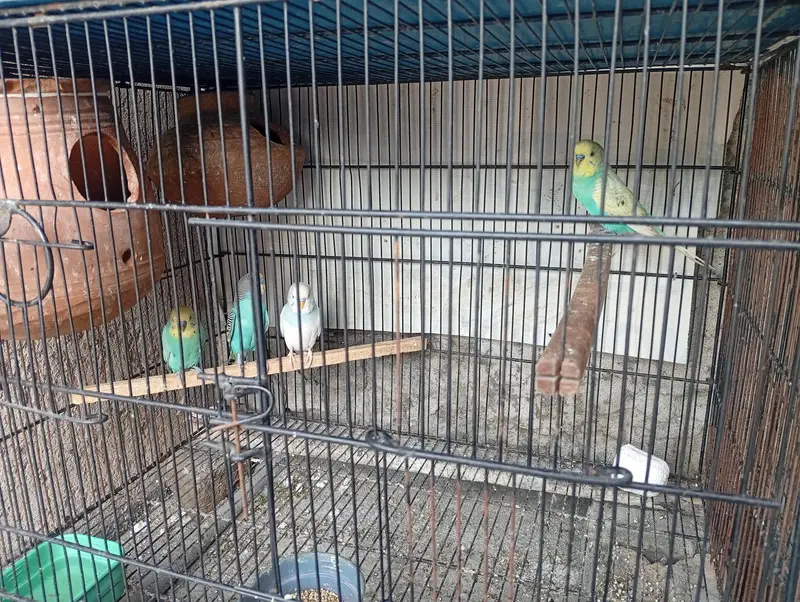 All Parrots for Sale — photo 5