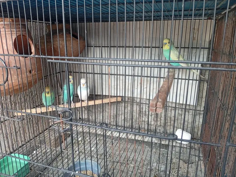 All Parrots for Sale — photo 6