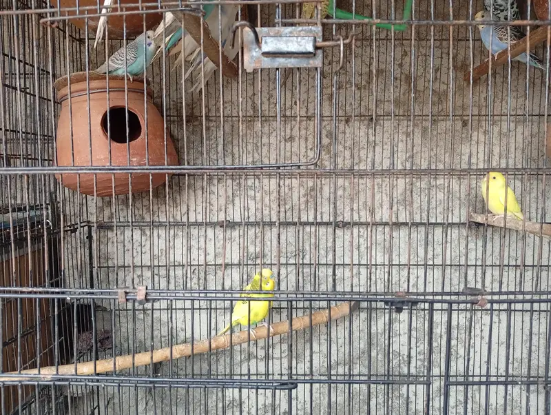 All Parrots for Sale — photo 7