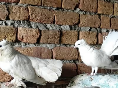 indian fantaial with one chick (patha)