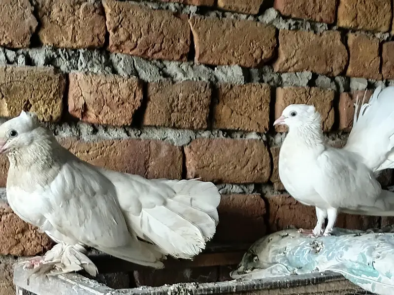 indian fantaial with one chick (patha) — photo 2