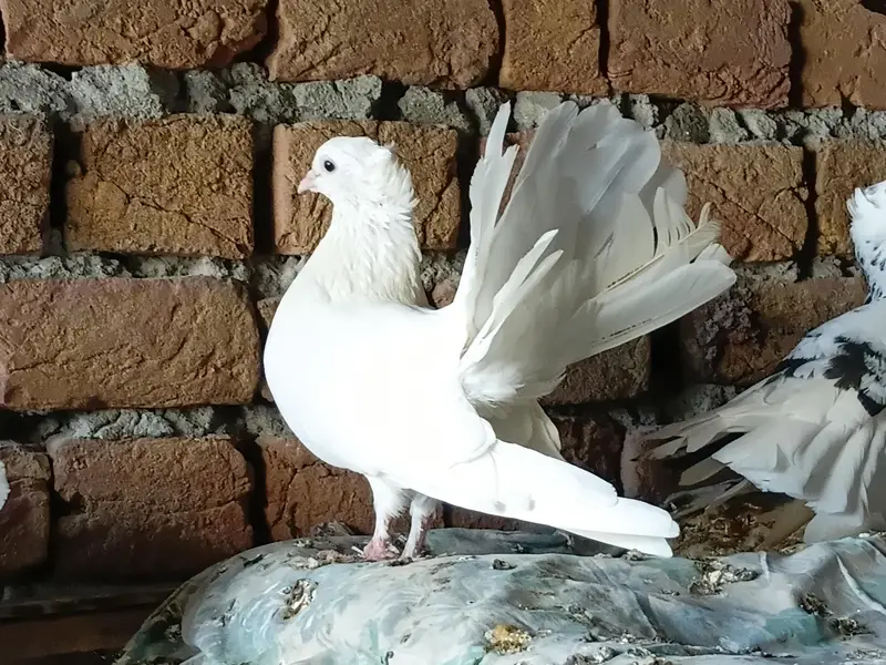 indian fantaial with one chick (patha) — photo 4