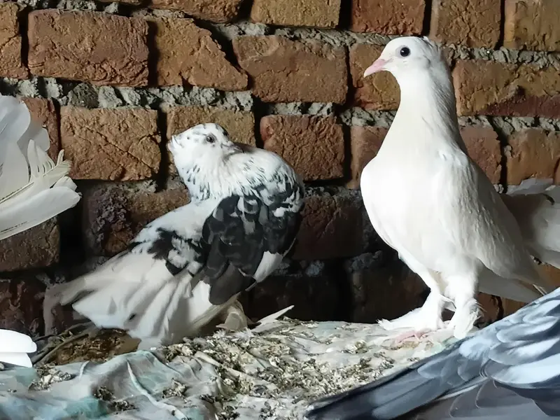 indian fantaial with one chick (patha) — photo 6