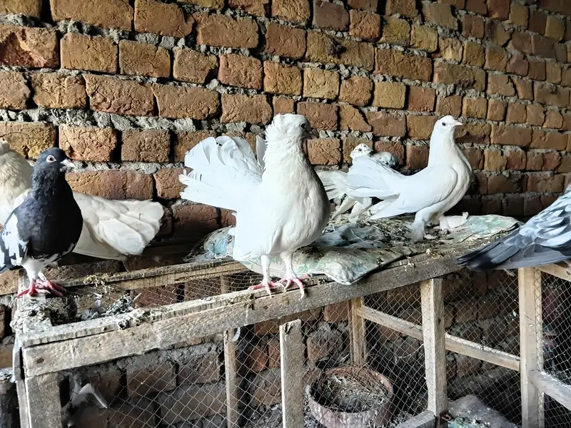 indian fantaial with one chick (patha) — photo 8