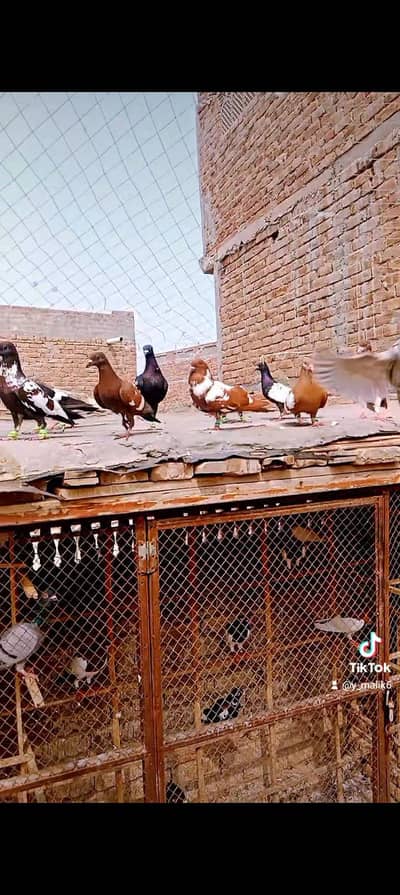 25 kbotr for sale hn sub achy kbotr hn