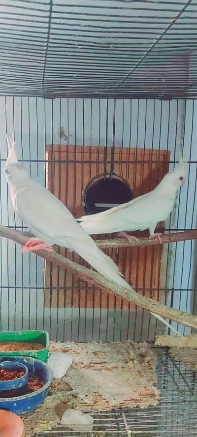eno cocktail pair ,ready to first breed and phate or cages for sell