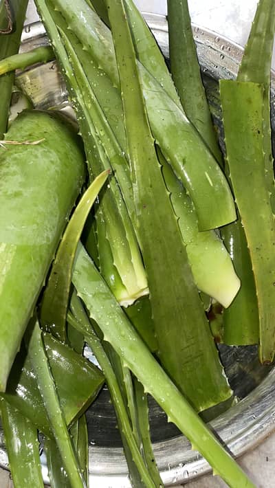 Aloe Vera