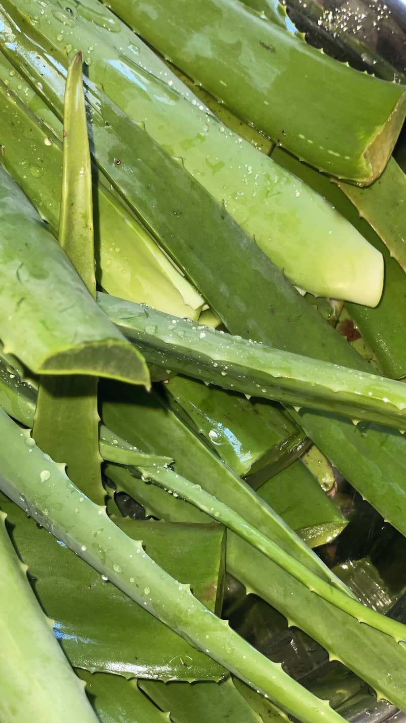 Aloe Vera 1