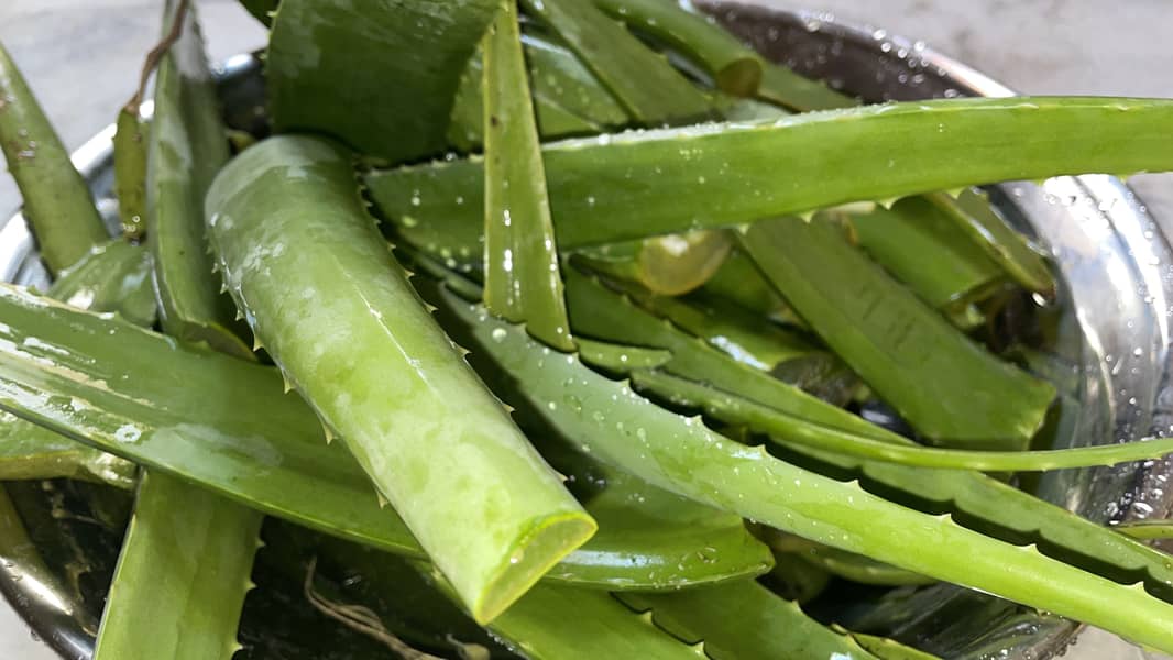 Aloe Vera 2