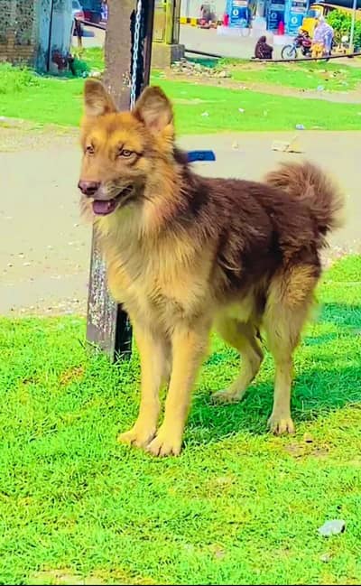 German shepherd  Male