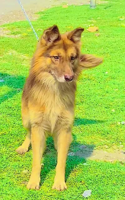 German shepherd Male