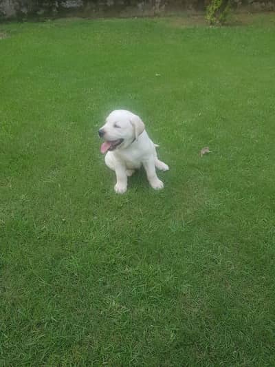 Female British Labrador Retriever Puppy