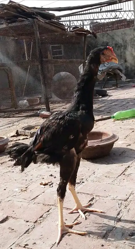 Sindhi Black Lakha Patha for sale — photo 2