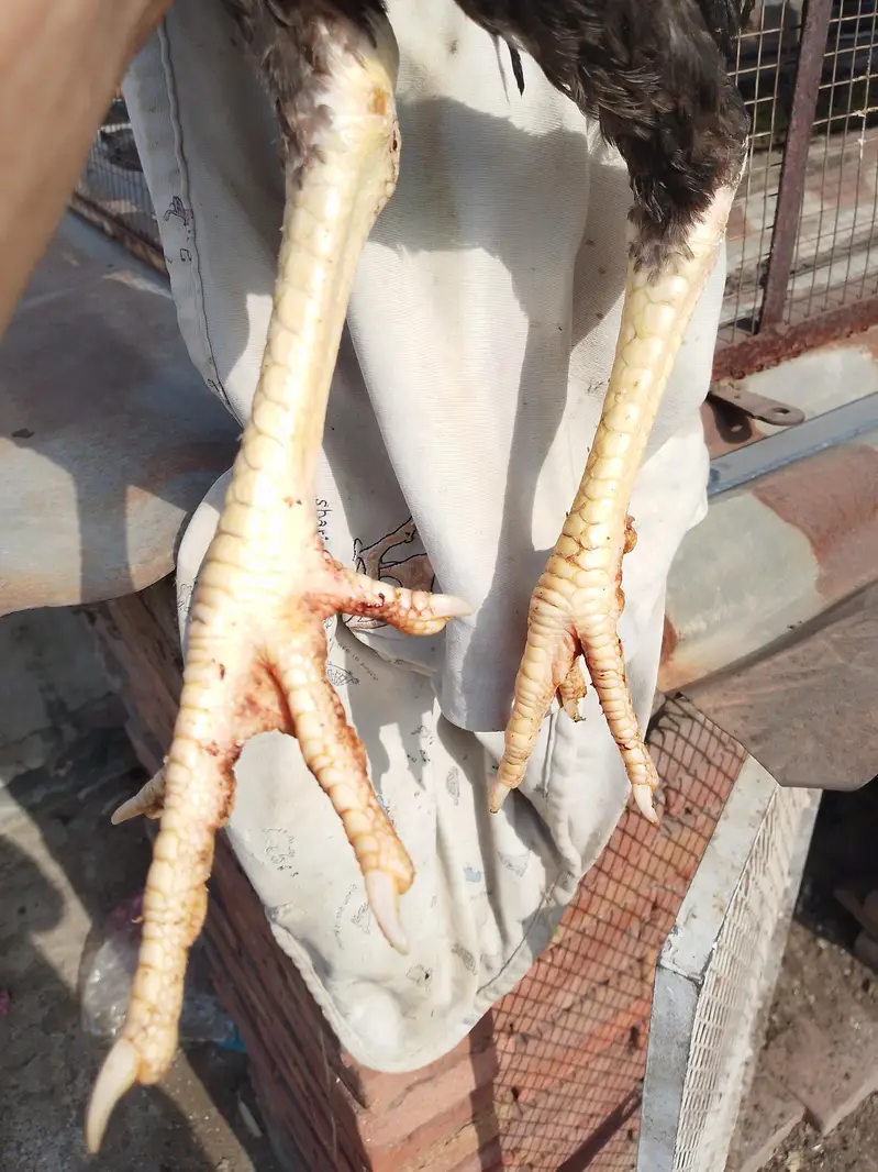Sindhi Black Lakha Patha for sale — photo 4