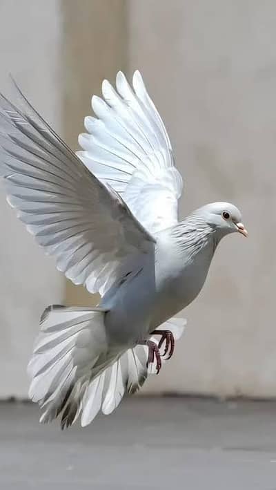 pure white crested dove ( kalgi wala safed jora) for sale healthy and