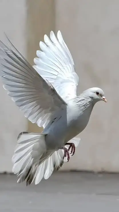 pure white crested dove ( kalgi wala safed jora) for sale healthy and