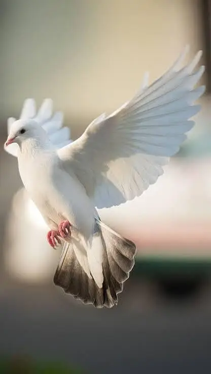 pure white crested dove ( kalgi wala safed jora) for sale healthy and — photo 2