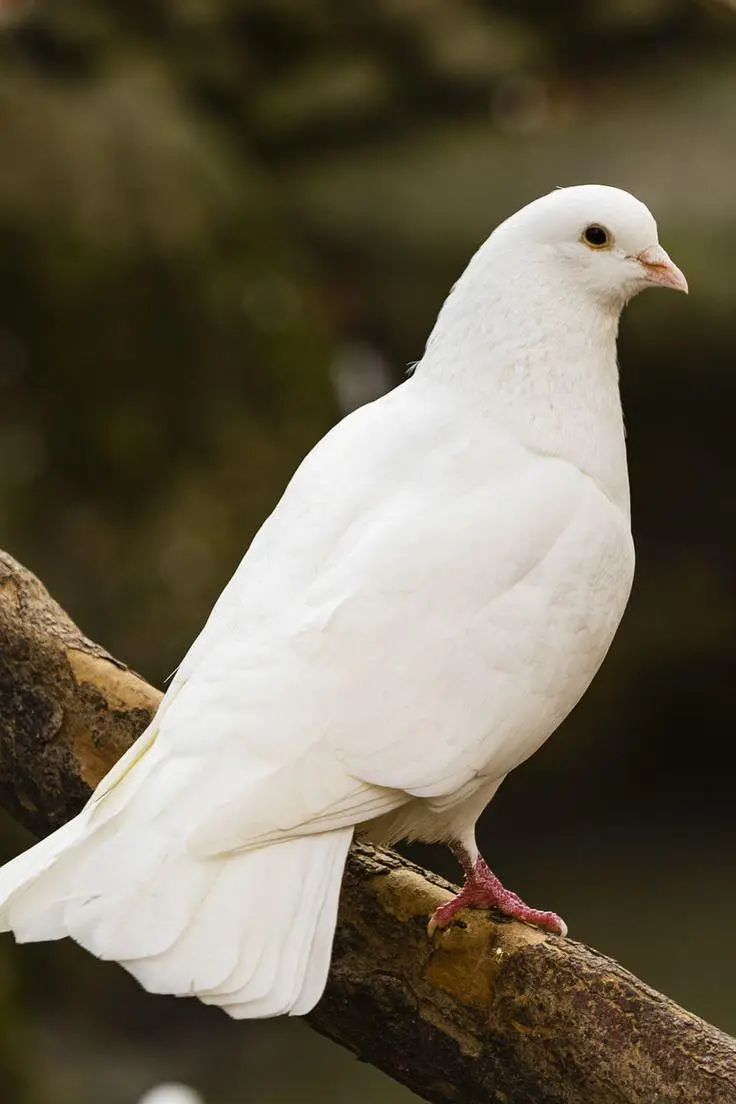 pure white crested dove ( kalgi wala safed jora) for sale healthy and — photo 4