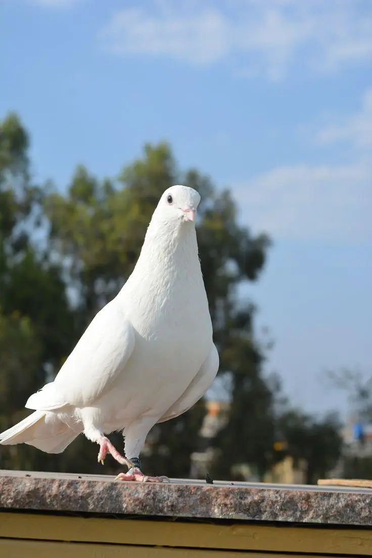 pure white crested dove ( kalgi wala safed jora) for sale healthy and — photo 5