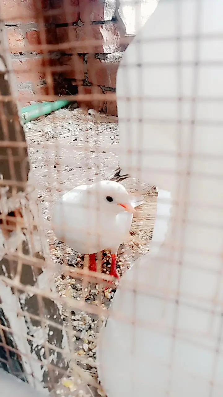 pure white crested dove ( kalgi wala safed jora) for sale healthy and — photo 6