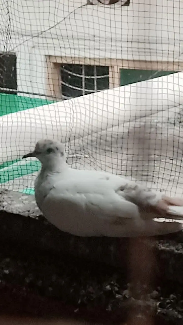 pure white crested dove ( kalgi wala safed jora) for sale healthy and — photo 7