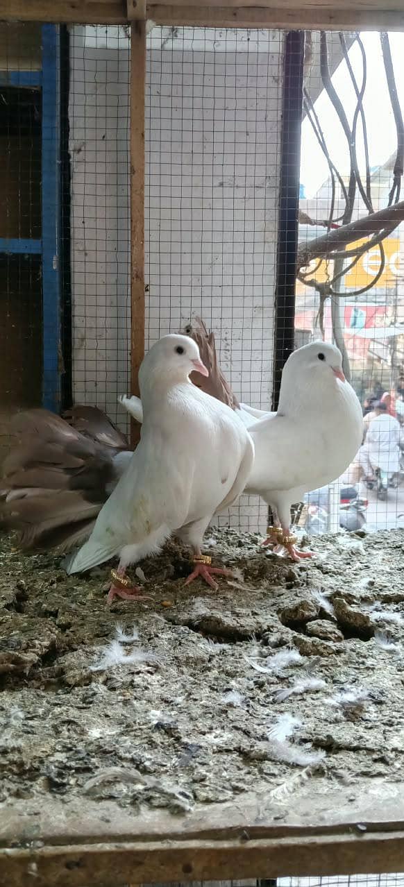 Red tail pair 1