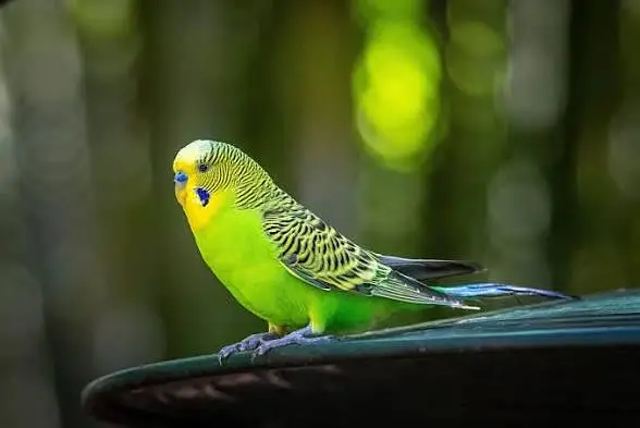 All types of budgies — photo 3