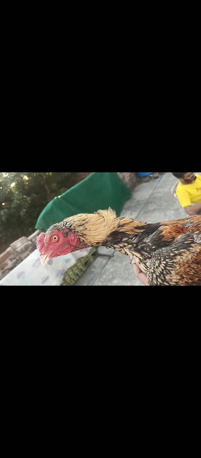 4pathay 4sale ha. jis ko chayia rabta kara .